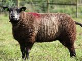 niebieski Texel  - owca - Rasy owiec