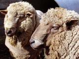 Bond  sheep - cxvris jishebi