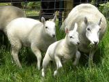 Border Cheviot  sheep - cxvris jishebi