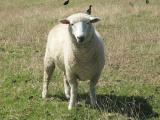 Borderdale  sheep - cxvris jishebi
