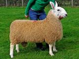 Border Leicester  sheep - cxvris jishebi