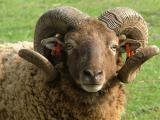 Castlemilk Morrit  sheep - cxvris jishebi