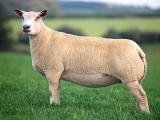 Charollais  sheep - cxvris jishebi