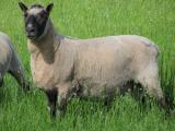 Clun Forest  sheep - cxvris jishebi