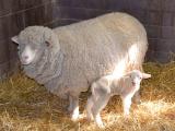 Cormo  sheep - cxvris jishebi
