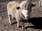 Delaine Merino  sheep - cxvris jishebi