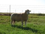 auditivo Imagens de ovelhas