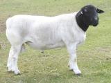 Dorper  sheep - cxvris jishebi