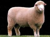 Dorset  sheep - cxvris jishebi