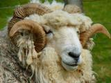 Drysdale  sheep - cxvris jishebi
