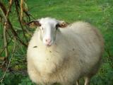 Landschaf  - owca - Rasy owiec