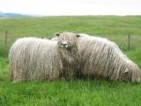 Lincoln  sheep - cxvris jishebi