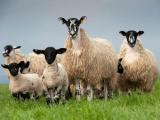North of England Mule  sheep - cxvris jishebi