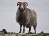 North Ronaldsay domba Gambar