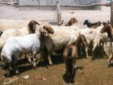 Ossimi  - Hausschaf - Rassen Sheep