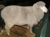 Panama  - Hausschaf - Rassen Sheep