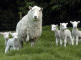 Perendale  - Hausschaf - Rassen Sheep