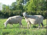 Polypay  sheep - cxvris jishebi