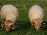 Portland  - Hausschaf - Rassen Sheep
