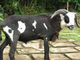 Priangan  sheep - cxvris jishebi