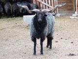 Racka (Zackel)  - Hausschaf - Rassen Sheep