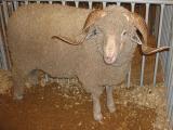 Rambouillet  sheep - cxvris jishebi