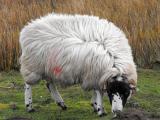raue Fell  - Hausschaf - Rassen Sheep