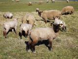 Roussin (Roussin de la Hague)  - owca - Rasy owiec