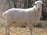Royal White  sheep - cxvris jishebi