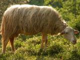 Sardinian  sheep - cxvris jishebi