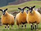 Scotch Mule  sheep - cxvris jishebi