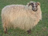 Shetland-Cheviot  sheep - cxvris jishebi