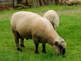 Shropshire  sheep - cxvris jishebi
