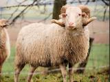 Skudde (Skuddeschaap)  - owca - Rasy owiec