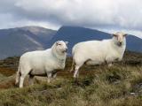 Јужни Велс Планина Овце Слике