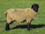 Suffolk  sheep - cxvris jishebi