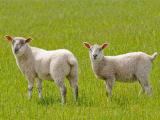 Swifter  sheep - cxvris jishebi