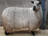 Teeswater  sheep - cxvris jishebi