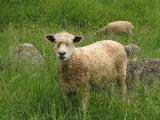 Tunis  - owca - Rasy owiec