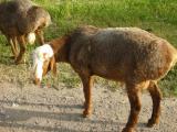 Turki  - owca - Rasy owiec