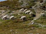 Tyrol Mountain  sheep - cxvris jishebi