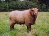 Voskop (Ardense Voskop)  - owca - Rasy owiec
