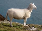 Welsh Mountain  sheep - cxvris jishebi