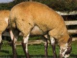 Welsh Mule  sheep - cxvris jishebi