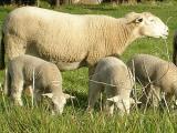 Wiltipoll  sheep - cxvris jishebi