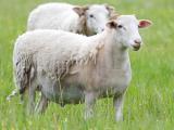 Wiltshire Horn  - owca - Rasy owiec