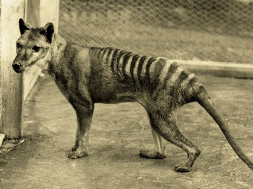 Extinct Tiger